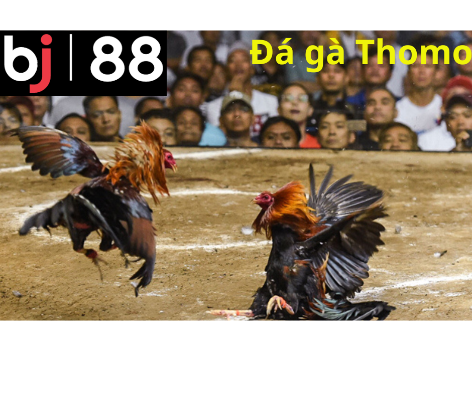 Đá gà BJ88 là gì?