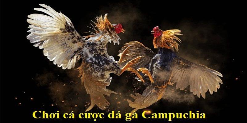 Giới thiệu cá cược đá gà Thomo trực tuyến